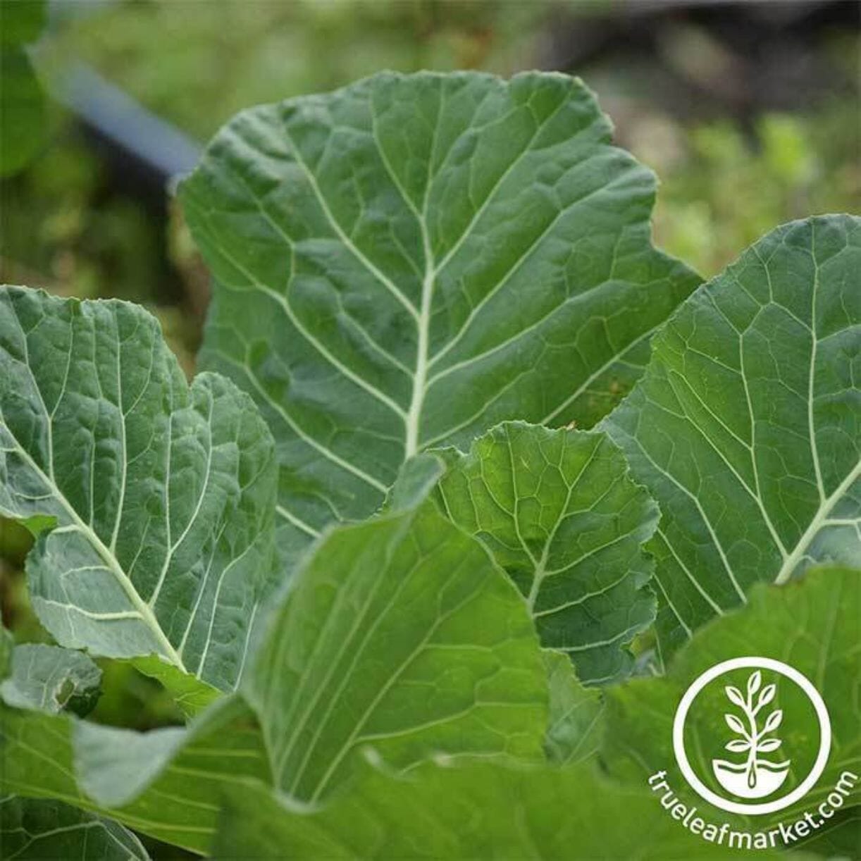Georgia Southern Collards
